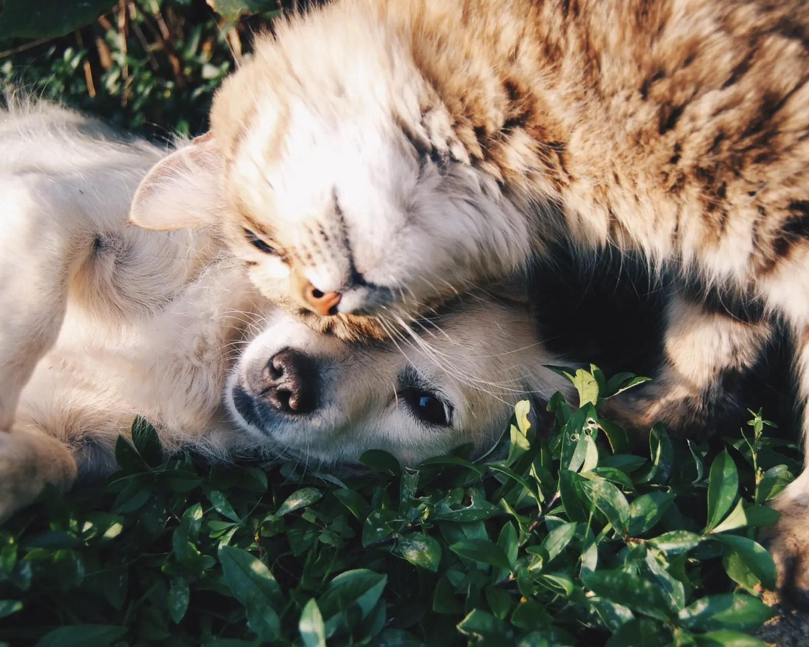 Welche Wirkung hat Kokosöl für Tiere?